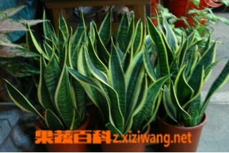 ��β������ֳ���� ��β������ֳע������