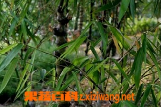 �޺���Ĺ�Ч������ �޺����ҩ�ù�Ч