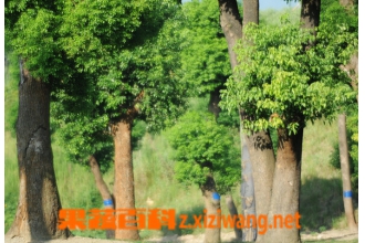 �������Ĺ�Ч������ ����������ҩ�ù�Ч