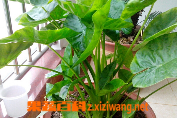 ���߰ٿƵ�ˮ������ô��