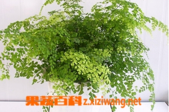 ����ާ�Ĺ�Ч������ ����ާ��ҩ�ü�ֵ