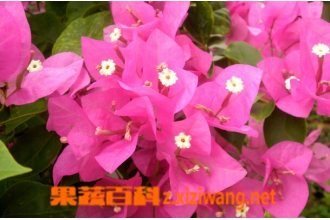 ����÷����ֳ������ע������