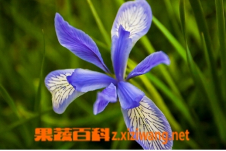 ������ͼƬ �������Ĺ�Ч��ҩ�ü�ֵ