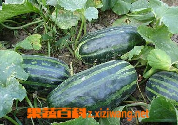 ���߰ٿ����ϵ�Ӫ����ֵ�빦Ч