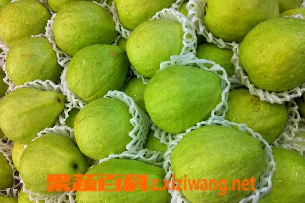 ���߰ٿư��ֵ�Ӫ����ֵ�빦Ч