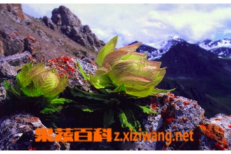 ��ɽѩ���Ĺ�Ч������ ��ɽѩ����ҩ�ü�ֵ