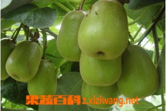 ���ʹ��Ĺ�Ч������ ���ʹ���ҩ�ü�ֵ