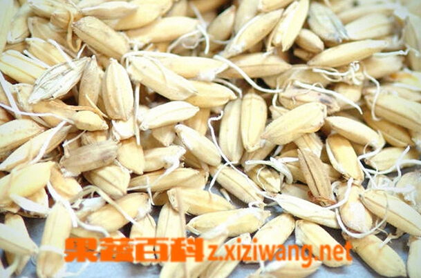 ���߰ٿ���ҩ��ѿ