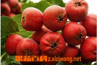 ɽ髵�Ӫ����ֵ�빦Ч ��ɽ髵�