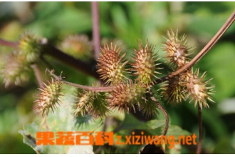 �Զ������α����� �Զ����α��׵��÷�