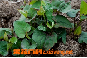 ު�˵�Ӫ����ֵ�빦Ч