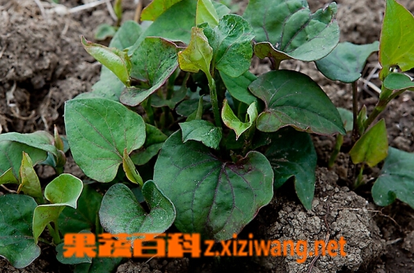 ���߰ٿ�ު�˵�Ӫ����ֵ�빦Ч
