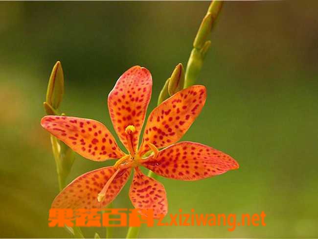 ���߰ٿ����ͼƬ ��ɵĹ�Ч������