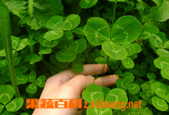 ���߰ٿ���ޣ�Ĺ�Ч������