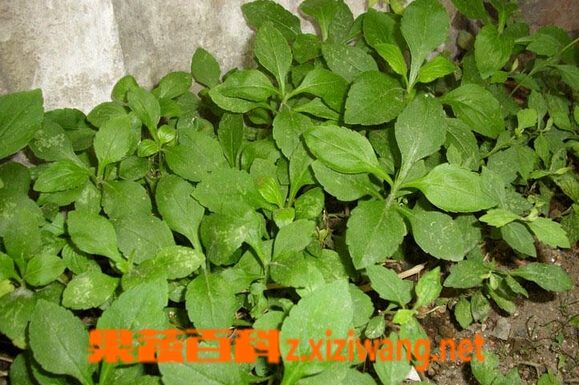 ���߰ٿƶ����˵�Ӫ����ֵ�빦Ч
