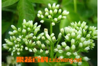 ��ʾ������ֳ ��ʾ���ֳ��������