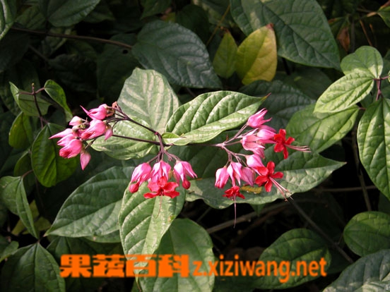 ���߰ٿƺ컨������ͼƬ �컨��������ֳ����