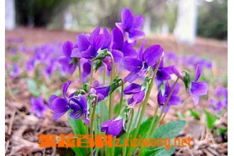 �ϻ��ض�ͼƬ �ϻ��ض��Ĺ�Ч������ʳ�÷���