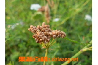 �ߴ���ͼƬ �ߴ��ӵĹ�Ч������