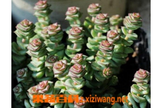 Ǯ����ͼƬ Ǯ������ֳ�������