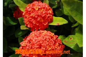 ����������ֳ���� ��ֳ��������ע������