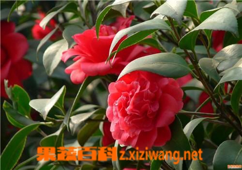 ���߰ٿƲ軨����ֳ�������޼�����