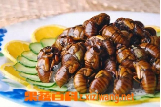 ֪�˺��Ӫ����ֵ����Щ ��֪�˺�ĺô�