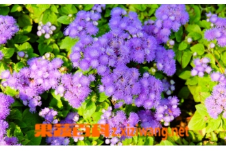 ��Ϻ���Ĺ�Ч������ ��ҩ��Ϻ������;