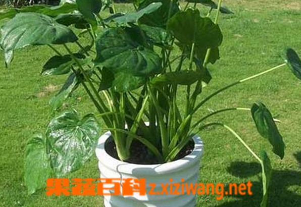 ���߰ٿƵ�ˮ�����ø���ô��