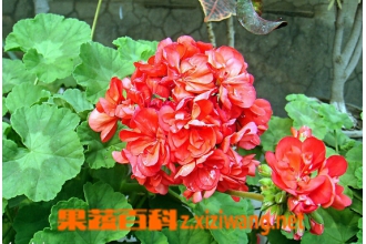 ���ÿ�Ҷ�ӷ��Ƶ�ԭ���봦������