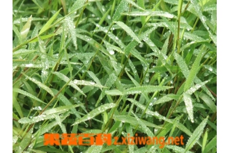 ��˿�ݵĹ�Ч ��ҩ��˿�ݵ�ҩ�ü�ֵ