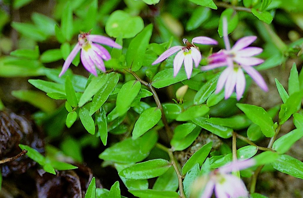 ���߰ٿư�����Ĺ�Ч������