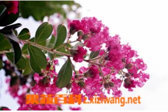 ��ޱ������ֳ����ע������