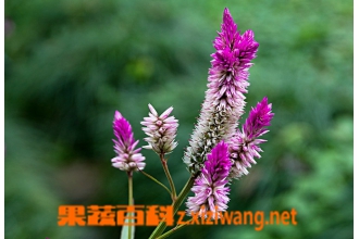 �����ӵĹ�Ч������ �����ӵ�ʳ�÷���