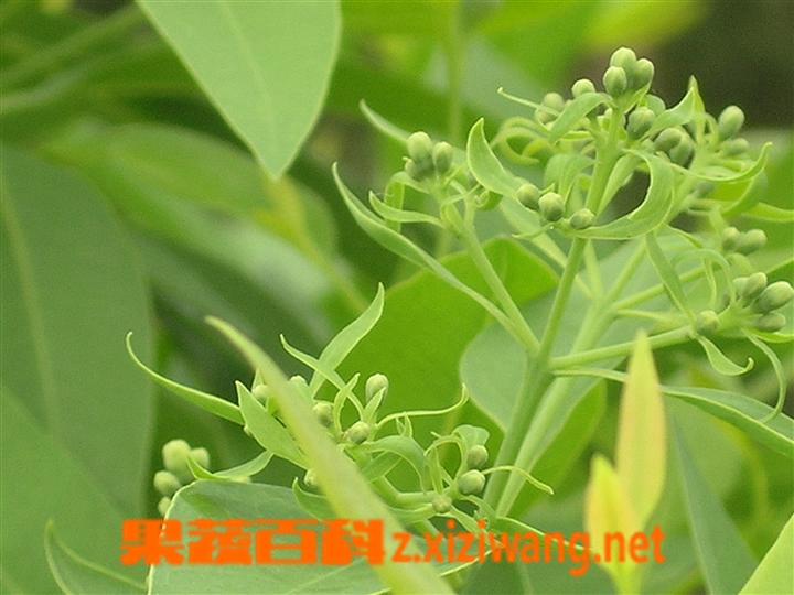 ���߰ٿ�̴��ͼƬ ̴��Ĺ�Ч������