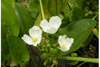 ��ҩ��к��ʳ�ƹ�Ч���÷�