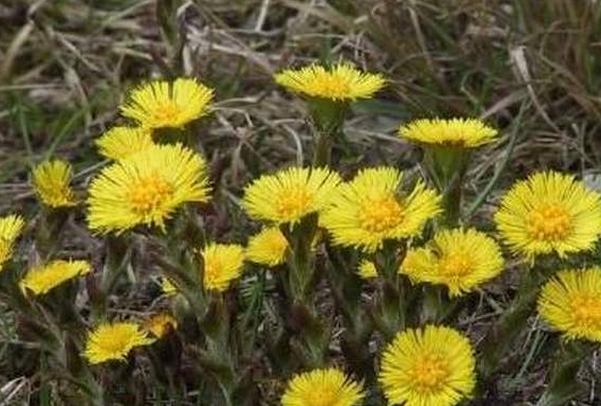 ���߰ٿƿ���Ĺ�Ч������