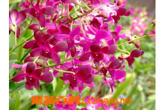 ʯ������ô�� ʯ����������ֳ����