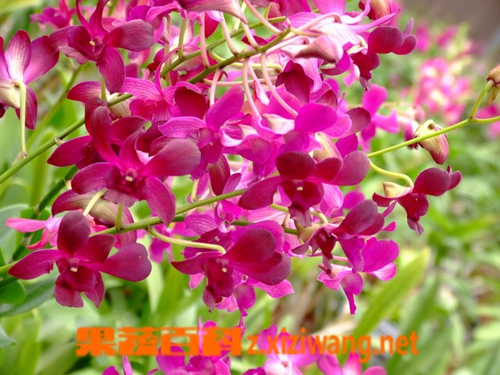���߰ٿ�ʯ������ô�� ʯ����������ֳ����