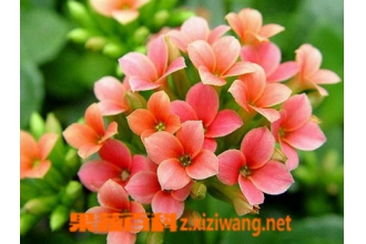 ��Ҷ���ٻ�����ֳ�������