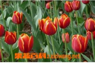 ��������ô�� ���������ֳ��������