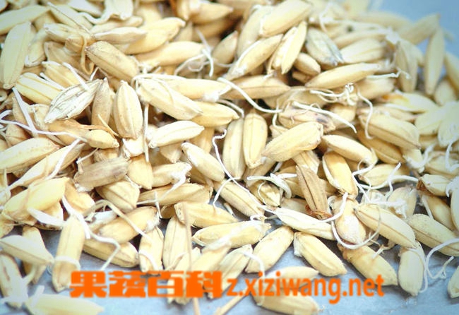 ���߰ٿƹ�ѿͼƬ ��ѿ�Ĺ�Ч������