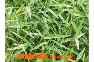 ��ҩ��˿�ݵĹ�Ч��ҩ�ü�ֵ