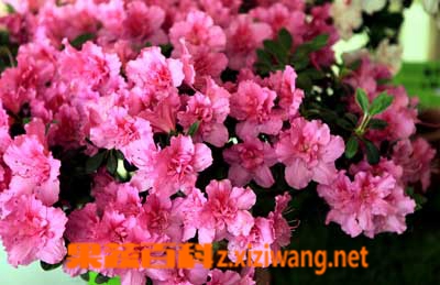 ���߰ٿƶž黨��ô�� �ž黨��ֳ������ȫ