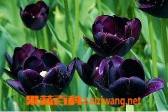 ��ɫ��������ֳ��������