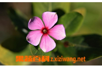 ��������ô��ֳ ��������ֳ����