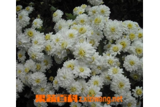 ���ջ���ֳ������ע������