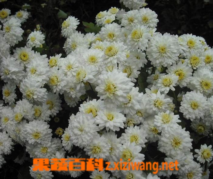 ���߰ٿƹ��ջ���ֳ������ע������