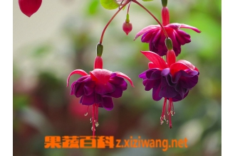 ���ҽ��ӵ���ֳ����ȫ��
