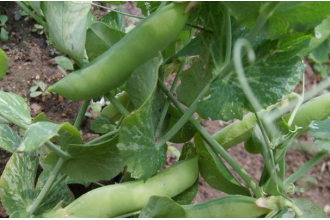 �����ݵĹ�Ч������ �������ݵĺô�